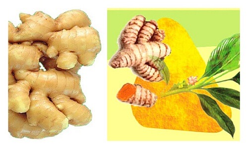 gừng và nghệ vàng